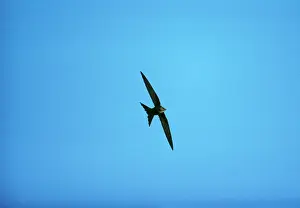 Pacificus: Fork-tailed / Pacific Swift