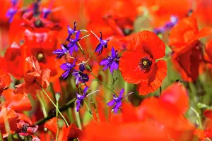 150321: Forking Larkspur - and Common Poppies (Papaver