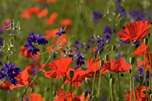 Consolida: Forking Larkspur - meadow of Forking Larkspur mixed