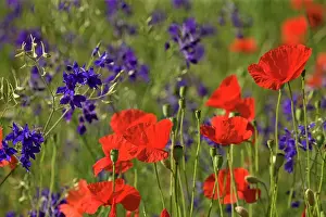 Consolida: Forking Larkspur - meadow of Forking Larkspur mixed