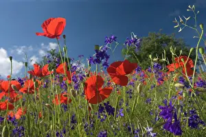 Consolida: Forking Larkspur - meadow of Forking Larkspur mixed