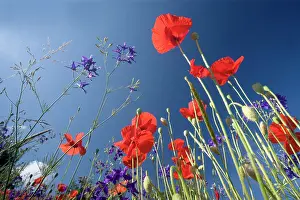 Consolida: Forking Larkspur - meadow of Forking Larkspur mixed