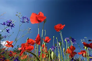 Consolida: Forking Larkspur - meadow of Forking Larkspur mixed