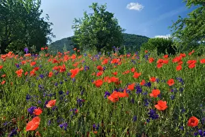 Consolida: Forking Larkspur - meadow of Forking Larkspur mixed