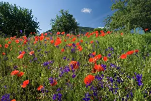 Consolida: Forking Larkspur - meadow of Forking Larkspur mixed