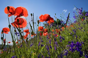 Consolida: Forking Larkspur - meadow of Forking Larkspur mixed