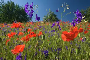 Consolida: Forking Larkspur - meadow of Forking Larkspur mixed