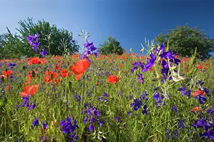 Consolida: Forking Larkspur - meadow of Forking Larkspur mixed