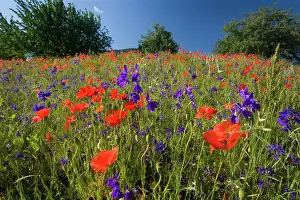 Consolida: Forking Larkspur - meadow of Forking Larkspur mixed