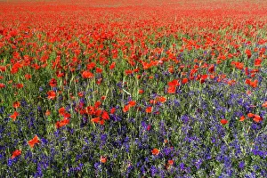 Consolida: Forking Larkspur and Poppies, (Papaver rhoeas) in