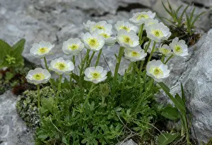 Buttercup: Form of Alpine Buttercup, Ranunculus alpestris s