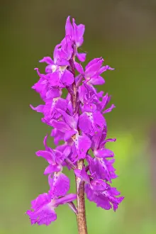 Orchis: A form of Early Purple Orchid, Bohemian Early Purple