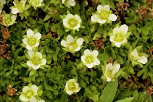 Saxifrage: A form of tufted saxifrage