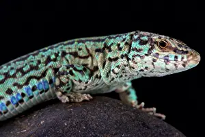 Ibiza: Formentera wall lizard (Podarcis pityusensis formenterae)