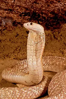 Formosa: Formosan Cobra, Naja naja formosa, Native