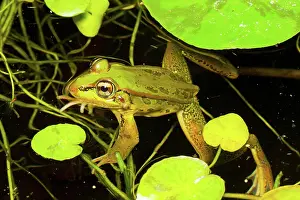 Jose: Forrer's Grass Frog