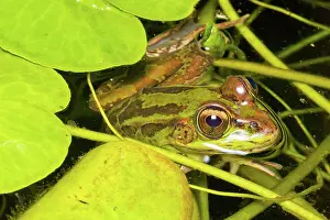 Jose: Forrer's Grass Frog