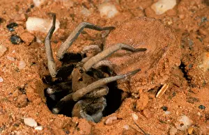 Auscape - Named Photographers: ForrestIs Wolf SPIDER - emerging from burrow