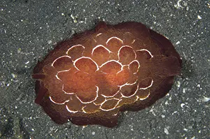 Pleurobranchus: Forskal's Pleurobranch - on black sand - Night dive