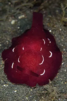Pleurobranchus: Forskal's Pleurobranch - on black sand on night dive