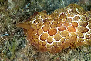 Pleurobranchus: Forskal's Pleurobranch (Pleurobranchus forskalii)