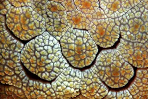 Pulmonates: Detail of Forsskal's Pleurobranch (Pleurobranchus