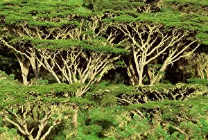 Acacias: Forst of Acacia - on rim of Ngorongoro Crater