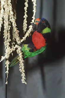 Upside: FORSTENS LORIKEET