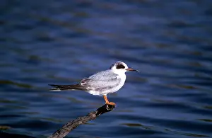 Forster: Forster's Tern