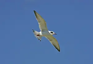 Forster: Forster's Tern