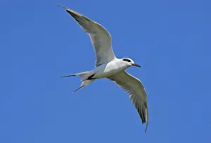 Forster: Forster's Tern