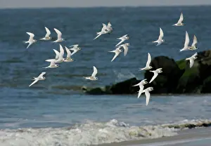 Forster: Forster's Tern