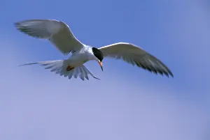 Forsters: Forster's Tern