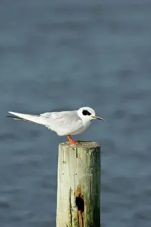 Forsters: Forster's Tern