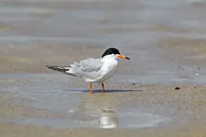 Forster: Forster's Tern - in breeding plumage