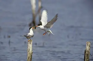 Forster: Forster's Tern - Courtship Food Pass