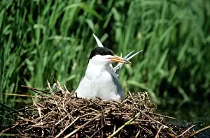 Forster: Forster's Tern - female on nest