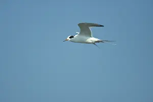 Forster: Forster's Tern - In flight