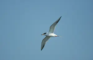 Forster: Forster's Tern - In Flight