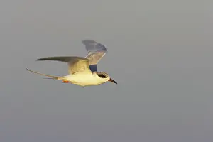 Forster: Forster's Tern - In flight