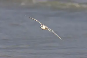 Forster: Forster's Tern in flight