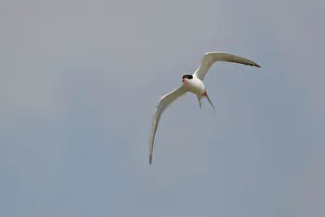 Forster: Forster's Tern - in flight breeding plumage