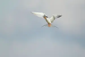 Forster: Forster's Tern - in flight breeding plumage with fish