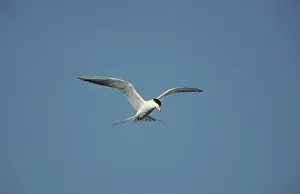 Forster: Forster's Tern - In flight, hunting for fish
