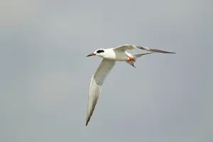 Forster: Forster's Tern - in flight winter plumage
