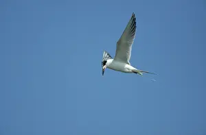 Forster: Forster's Tern - Hunting for Fish