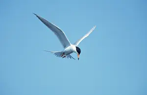 Forster: Forster's Tern - Hunting Fish