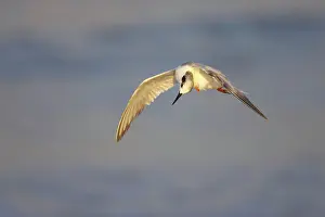 Forster: Forster's Tern scratching in flight