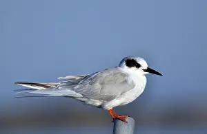Morro: Forster's Tern (Sterna forsteri)