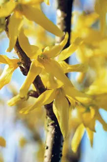 Forsythia: Forsythia